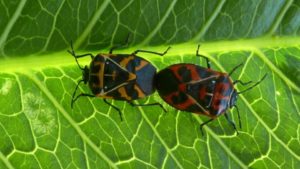 Researchers Discover How Stink Bugs Use Pheromones