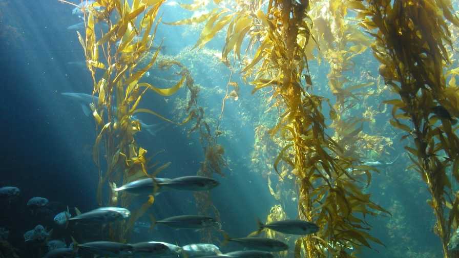 Kelp Wanted
