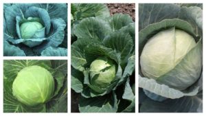 11 Cabbage Varieties Perfect for Today’s Growers