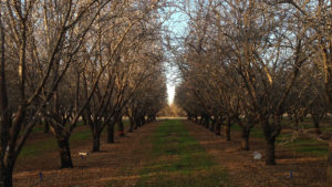 Early Leaf Drop Can Decimate Next Year’s Almond Crop