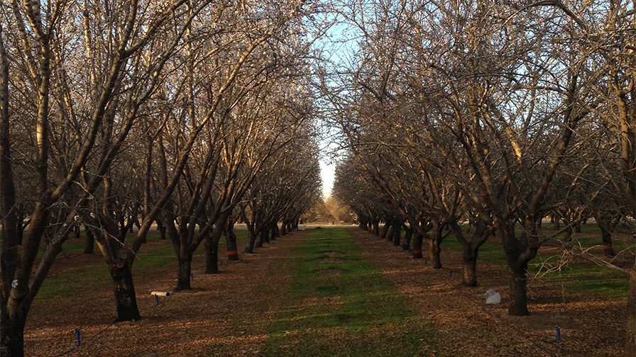 Early Leaf Drop Can Decimate Next Year’s Almond Crop
