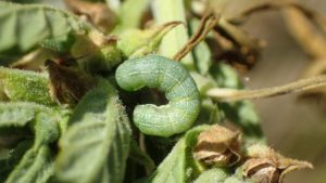 Field Scouting Guide: Beet Armyworm