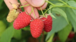 Raspberry and Strawberry Growing Opportunities Expand in New York
