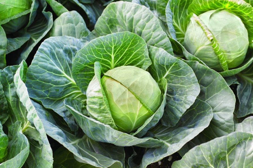 Gallican from Syngenta