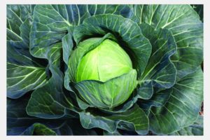 Grand Vantage from Rupp Seeds, Stokes Seeds, and Sakata Seed America