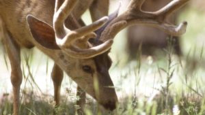 How to Keep Wildlife Contamination of Field Crops to a Minimum