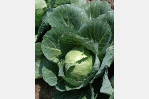 Quick Start from Harris Seeds and American Takii, Inc.
