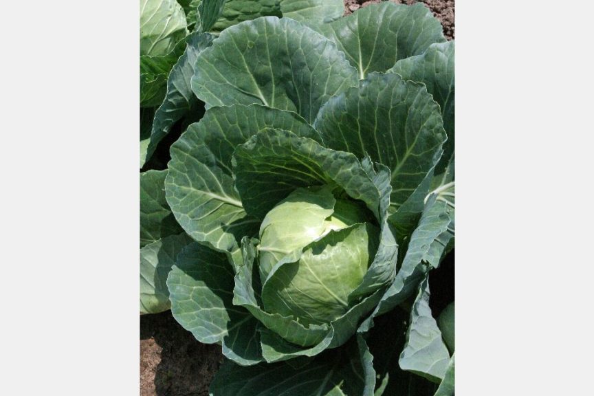 Quick Start from Harris Seeds and American Takii, Inc.