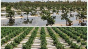 1 Year After Hurricane Irma, Florida Agriculture Stronger