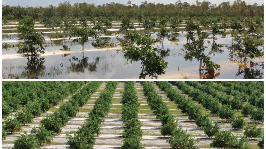 1 Year After Hurricane Irma, Florida Agriculture Stronger