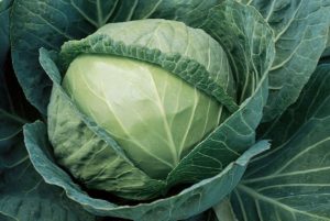 Supreme Vantage from Sakata Seed America