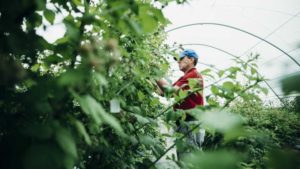 Cornell Researchers Bully for New Berries
