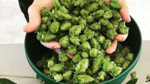 Double Harvest Potential Makes Florida Hops Twice as Nice