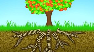 How to Play and Win the Ever-Evolving Citrus Nutrition Game