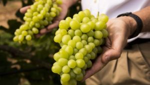 Name Change Reveals True Colors of Unique Table Grape Variety