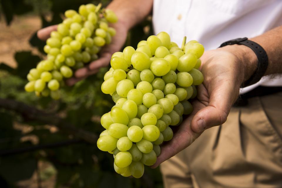 Name Change Reveals True Colors of Unique Table Grape Variety