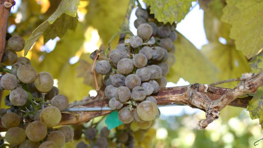 Scientists Set to Save Grape, Garlic, and Onion Crops Under Attack