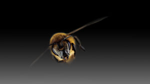 What’s Happening to Honey Bees?