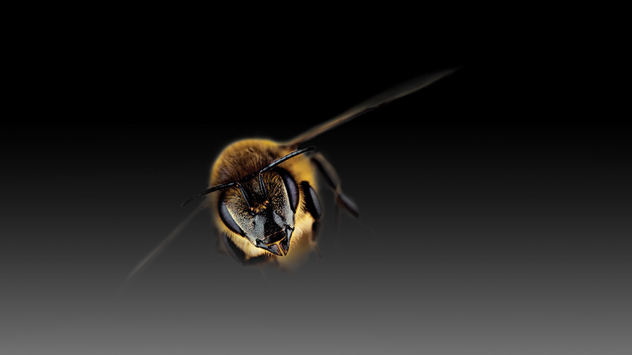 What’s Happening to Honey Bees?