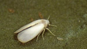 Pepper Whitefly Can Put Growers in a Pickle