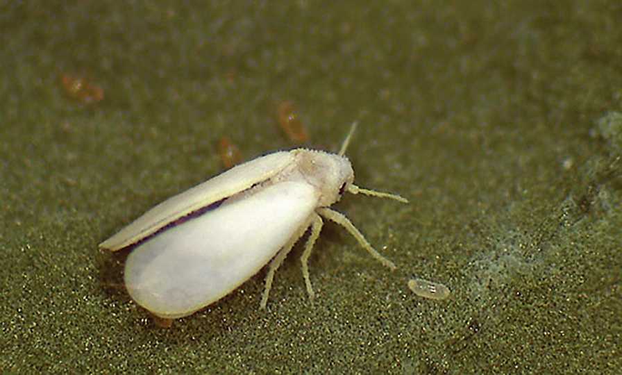 Pepper Whitefly Can Put Growers in a Pickle