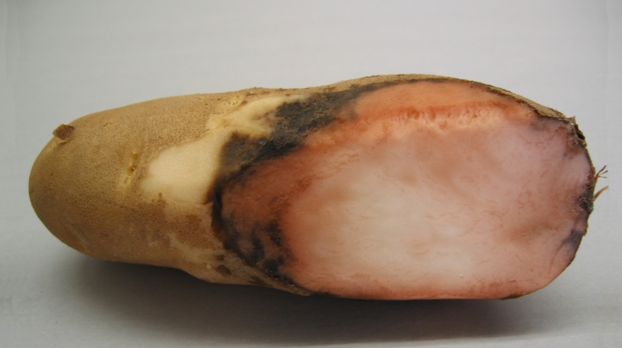 How to Manage Pink Rot in Potatoes