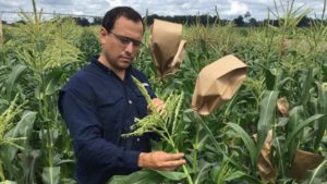 Scientists Out to Find Secrets of Super Sweet Corn