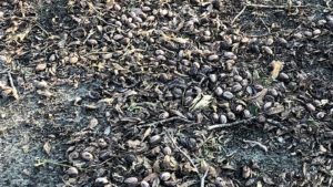 Ah, Nuts!