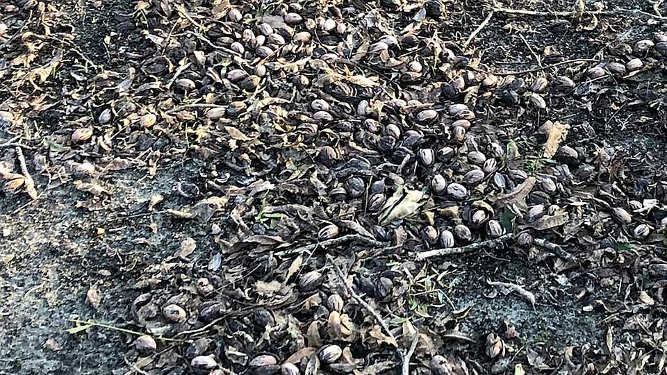 Ah, Nuts!
