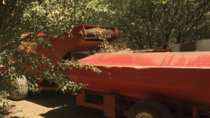 How to Choose the Right Hull Split Spray for Almonds