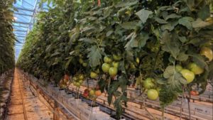 The World’s Largest Controlled Environment Agriculture Census Is Happening Now