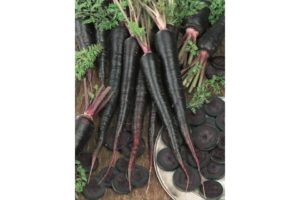 Black Nebula from Seeds by Design