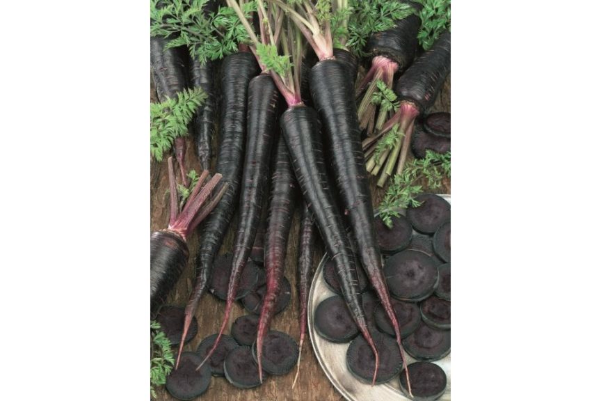 Black Nebula from Seeds by Design