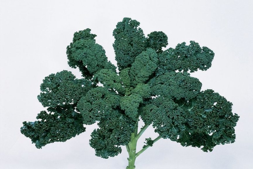 Blue Ridge from Sakata Seed America