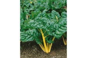 Canary from Terra Organics
