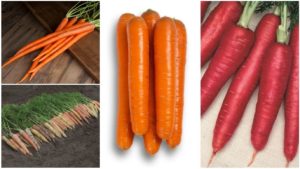 Top Carrot Varieties for 2019