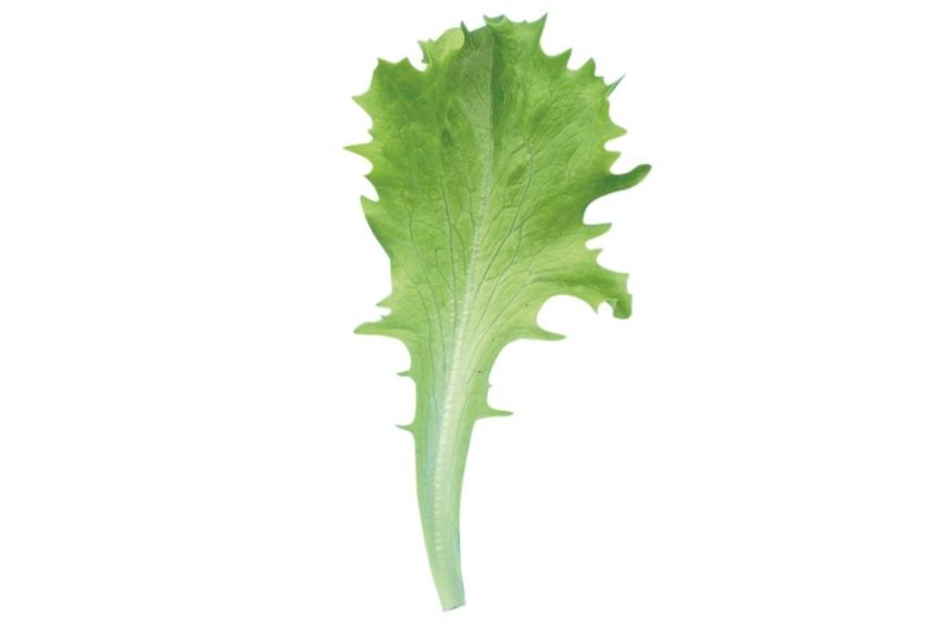 Celinet from Enza Zaden and Rupp Seeds