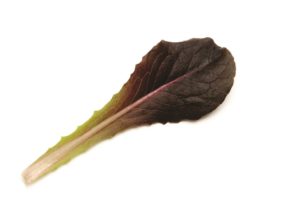Deronda from Enza Zaden and Rupp Seeds