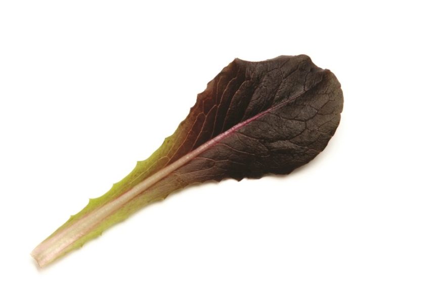 Deronda from Enza Zaden and Rupp Seeds