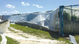 Are Your Citrus Nursery Assets Covered in Case of Disaster?