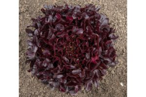 Eazyleaf Buckley from Enza Zaden
