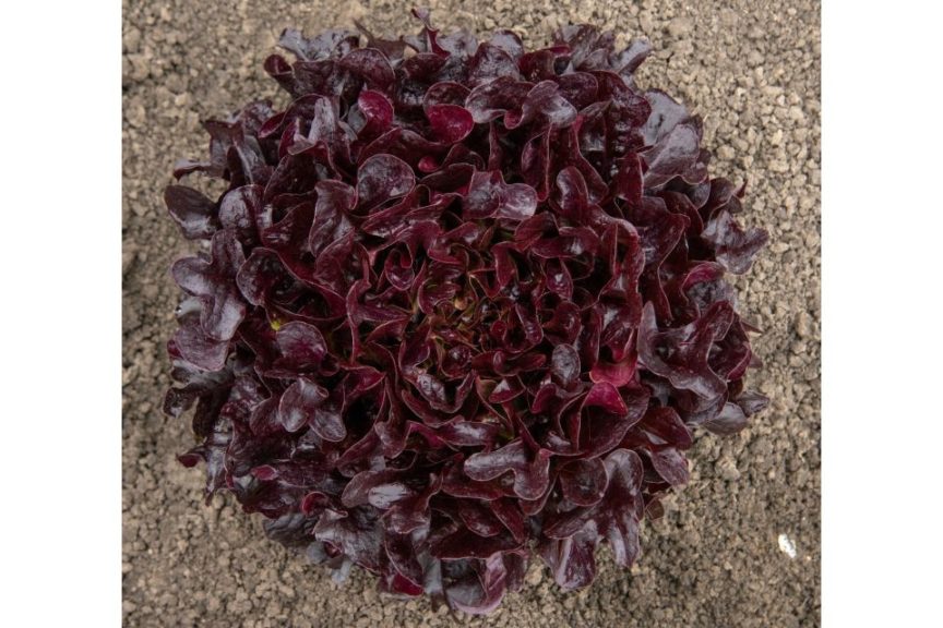 Eazyleaf Buckley from Enza Zaden