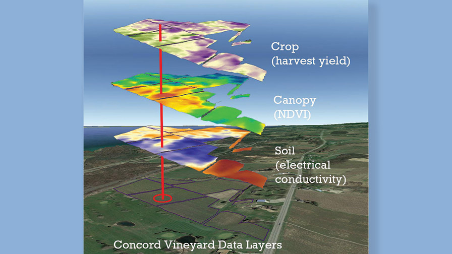 Project Helps Grape Growers Use New Technology Effectively in Vineyards