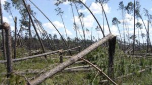 Southeast Farmers Picking Up After Hurricane Michael Pours Down