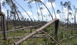 Timber Torn