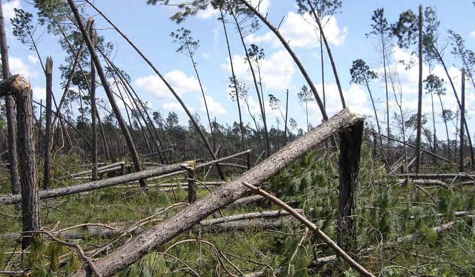 Timber Torn