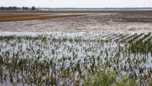 Heavy Rainfall Lately? Why Your Crops Might Need Extra Nutrients