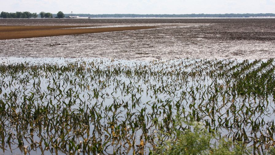 Heavy Rainfall Lately? Why Your Crops Might Need Extra Nutrients