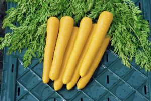 Gold Nugget from Vilmorin and Rupp Seeds