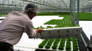Up for Debate: Do You Think Hydroponics Should be Considered Organic?